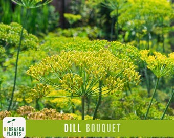 Dill Seeds - Bouquet Dill Garden Seeds