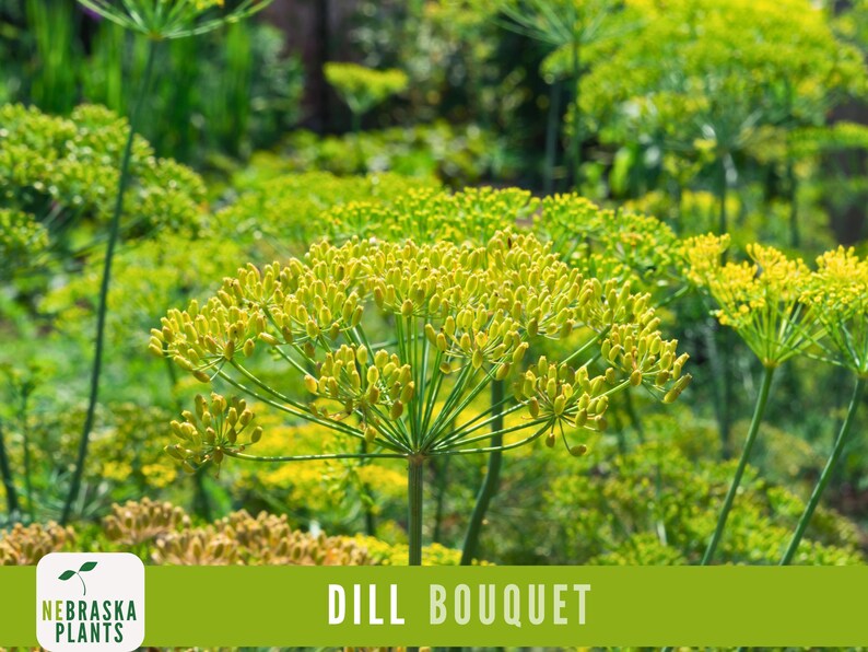 K&ouml;nnte beinhalten: Nahaufnahme eines Dillstrau&szlig;es mit gelben Bl&uuml;tenknospen und gr&uuml;nen Stielen. Der Dill bl&uuml;ht in voller Pracht und ist bereit f&uuml;r die Ernte. Der Text "DILL BOUQUET" ist am unteren Rand des Bildes zu sehen.
