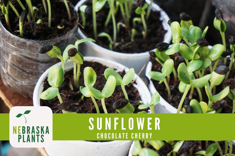 Chocolate Cherry Sunflower Seeds Heirloom Sunflower Garden Etsy Chocolate cherry sunflower seeds heirloom sunflower garden etsy