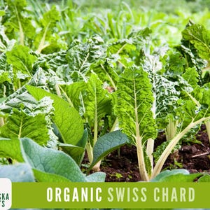 Organic Swiss Chard Seeds - Fordhook Giant Swiss Chard Heirloom Seeds