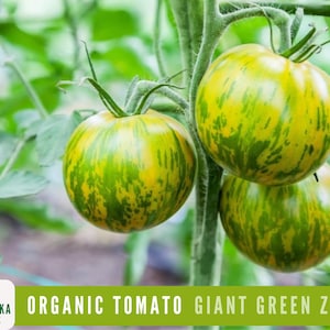 Giant Green Zebra Organic Tomato Seeds - Heirloom Striped Green Tomato with a Sweet & Tangy Flavor