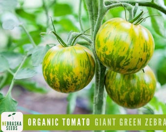 Giant Green Zebra Organic Tomato Seeds - Heirloom Striped Green Tomato with a Sweet & Tangy Flavor