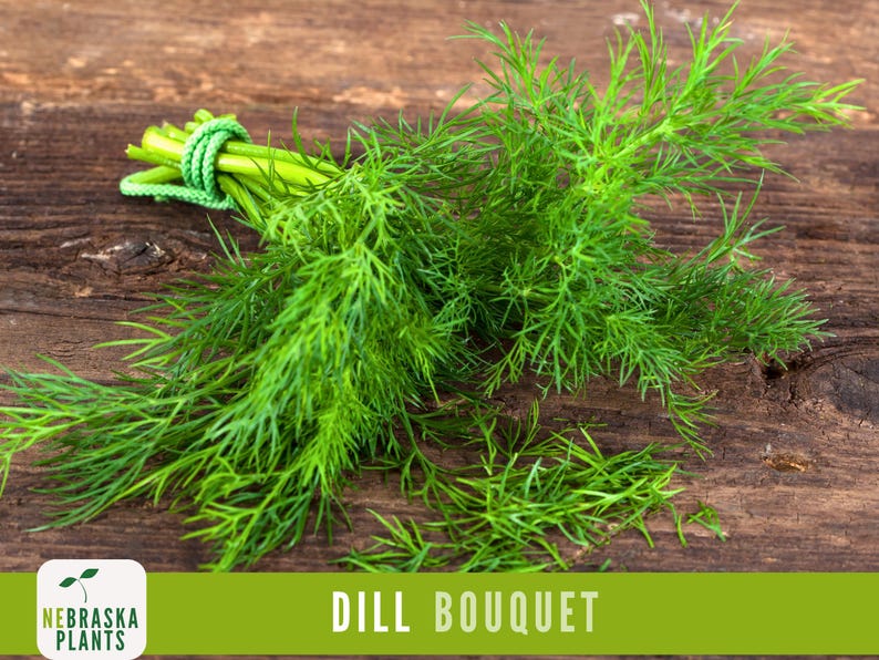 K&ouml;nnte beinhalten: Ein Bund frischer gr&uuml;ner Dill, der mit einem gr&uuml;nen Band zusammengebunden ist. Der Dill liegt auf einer braunen Holzoberfl&auml;che. Der Text "DILL BOUQUET" befindet sich auf einem gr&uuml;nen Hintergrund unter dem Dill.