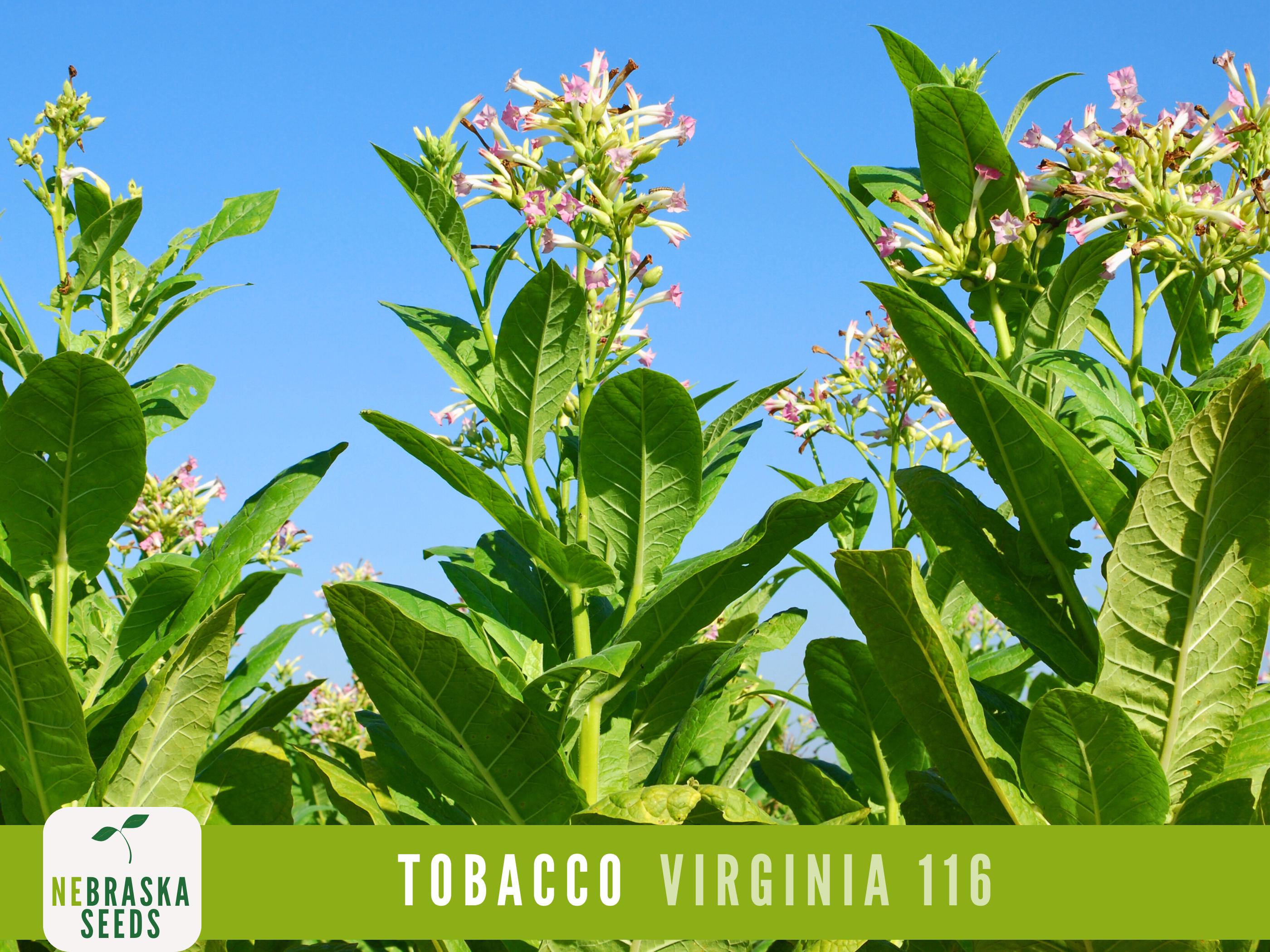 virginia 116 tobacco Virginia 116 Tobacco Seeds | Heirloom & Non-GMO