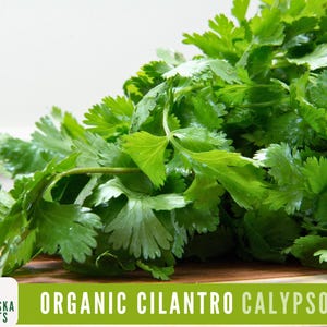 Organic Cilantro Seeds - Organic Calypso - Slow Bolt Heirloom Cilantro Seeds