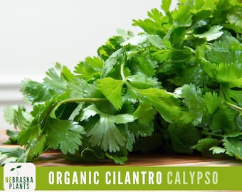 Organic Cilantro Seeds - Organic Calypso - Slow Bolt Heirloom Cilantro Seeds