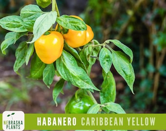 Semillas de Habanero Amarillo Caribeño: ¡Dale un toque exótico a tu jardín! Semillas de chile picante tradicionales y sin OMG