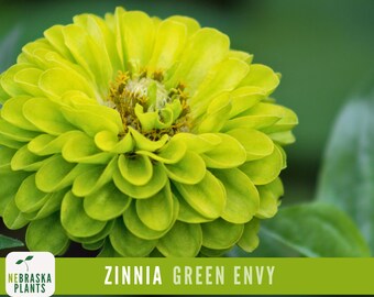 Green Envy Zinnia Seeds - Rare and Unique Heirloom Green Zinnia Seeds!