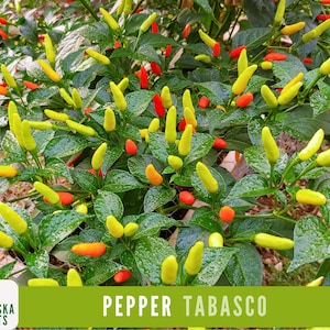 Tabasco Pepper Seeds - Hot Tabasco Chile Pepper Heirloom Garden Seeds