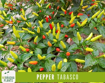 Semillas de chile Tabasco - Semillas de chile Tabasco picante para jardín tradicional