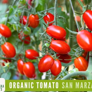 San Marzano Organic Tomato Seeds - Heirloom, Non-GMO - Grow the Authentic Italian Flavor!