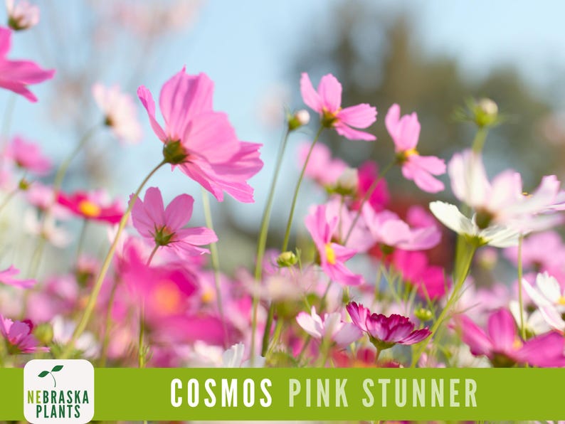 Pink Stunner Cosmos in a wildflower meadow attracting bees and butterflies.