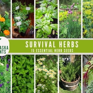 Essential Herb Garden - 15 Herbal and Medicinal Varieties - Seed Vault - Seed Bank Long-Term Storage - Collection of Essential Herbs