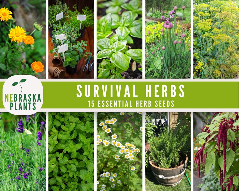 Essential Herb Garden 15 Herbal and Medicinal Varieties Seed Vault Seed