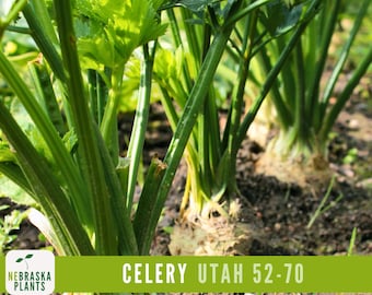 Celery Seeds - Utah 52-70 Celery Seeds