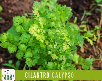 Cilantro Seeds - Calypso Cilantro Heirloom Garden Seeds