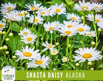 Semillas de margarita Shasta - Semillas de flores tradicionales de margarita Shasta de Alaska