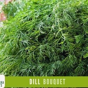 K&ouml;nnte beinhalten: Ein gro&szlig;er Bund frischer gr&uuml;ner Dill, bereit zum Kochen. Der Dill ist in Bouquetform angeordnet und hat eine leuchtend gr&uuml;ne Farbe. Der Text "DILL BOUQUET" wird am unteren Rand des Bildes angezeigt.