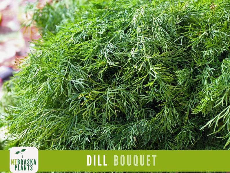 K&ouml;nnte beinhalten: Ein gro&szlig;er Bund frischer gr&uuml;ner Dill, bereit zum Kochen. Der Dill ist in Bouquetform angeordnet und hat eine leuchtend gr&uuml;ne Farbe. Der Text "DILL BOUQUET" wird am unteren Rand des Bildes angezeigt.