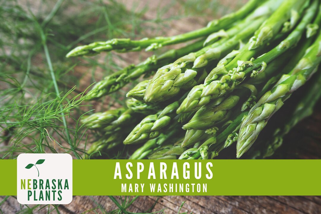 Asparagus Seeds Mary Washington Heirloom Asparagus Seeds Etsy