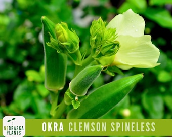 Clemson Spineless Okra Seeds - Grow an Heirloom Southern Delight in Your Home Garden!