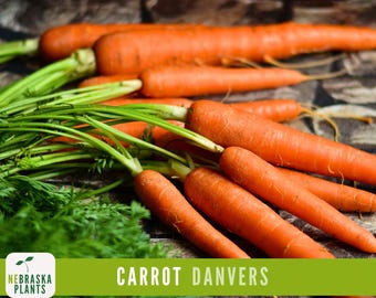 Carrot Seeds- Danvers Heirloom Carrot Seeds