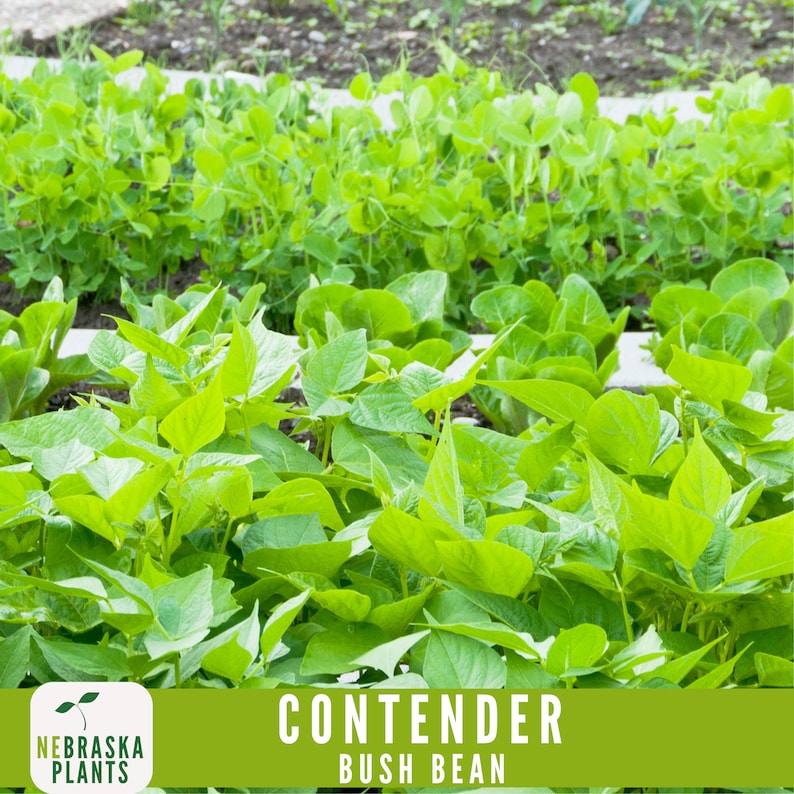 NebraskaSeeds Contender Bush Bean Seeds - Thumbnail 5