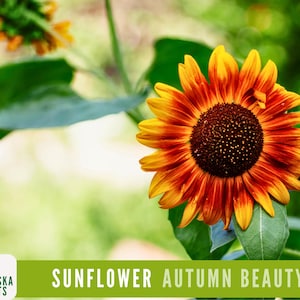 Autumn Beauty Sunflower Seeds | Heirloom Multi-Colored Sunflowers | Pollinator Friendly |& Easy to Grow: 50+ Seeds