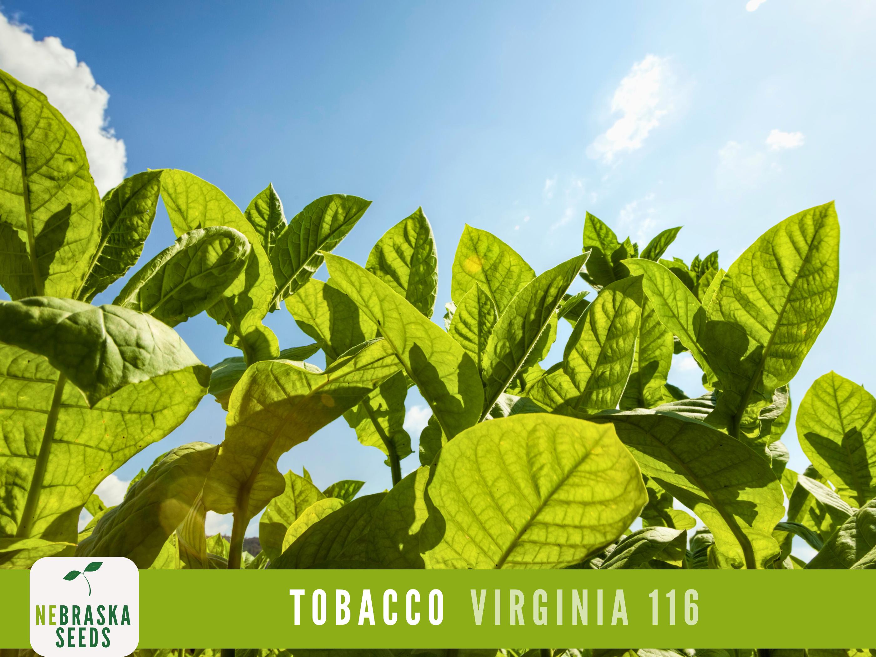 what's bad about tobacco What chemicals are in a cigarette? | What does smoking do to your body?