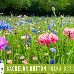 May include: A vibrant field of wildflowers in shades of blue, pink, purple, and white. The image features a variety of Bachelor Button Polka Dot Mix flowers in a natural setting. The flowers are in full bloom, creating a colorful display.