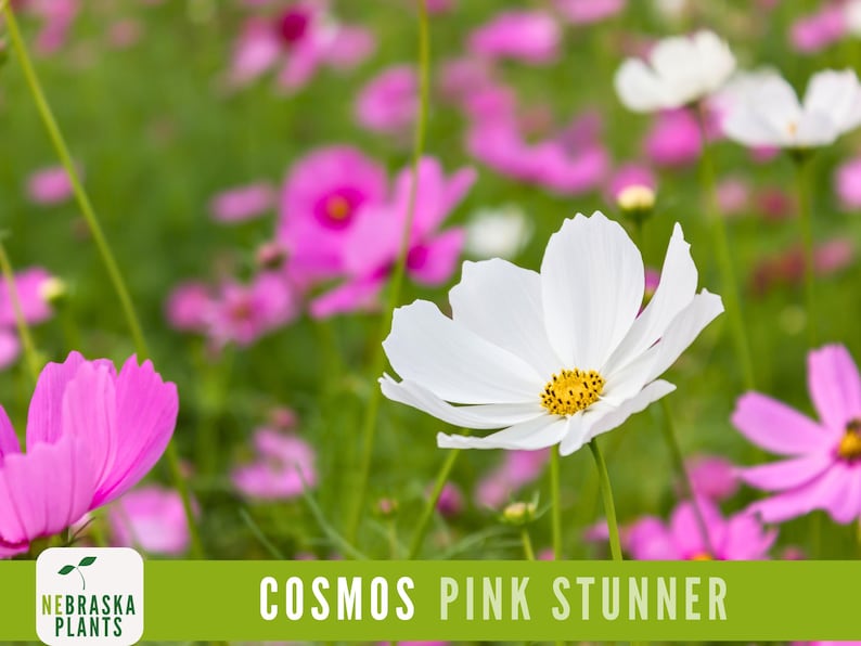 Tall Pink Stunner Cosmos plants growing in a sunny cottage garden.