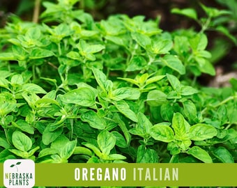 Kirigami Oregano 50 Seeds Ornamental Oregano Trailing Oregano Seeds - Etsy
