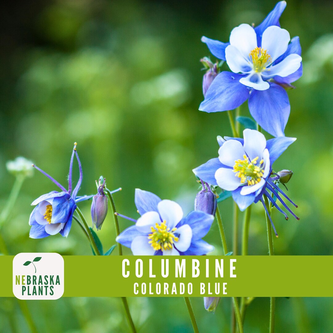 thumbnail image 2 of Rocky Mountain Blue Columbine Seeds – 200+ Perennial Flower Seeds (Aquilegia Caerulea) FREE SHIPPING 2 of 4