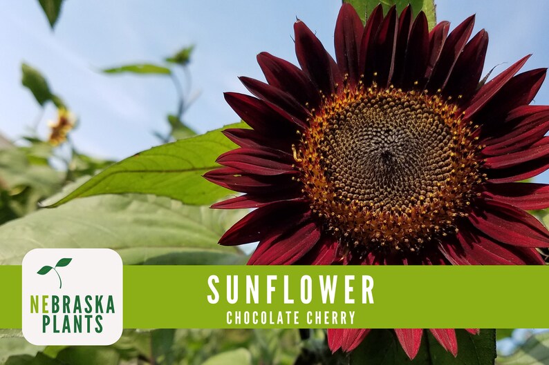 Chocolate Cherry Sunflower Seeds Heirloom Sunflower Garden Etsy Chocolate cherry sunflower seeds heirloom sunflower garden etsy