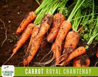 Royal Chantenay Carrot Seeds - Fresh and Crisp Heirloom Carrots for Home Gardens!