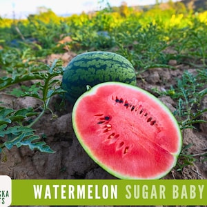 Sugar Baby Watermelon Seeds - Heirloom Watermelon Seeds