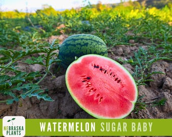 Sugar Baby Watermelon Seeds - Heirloom Watermelon Seeds