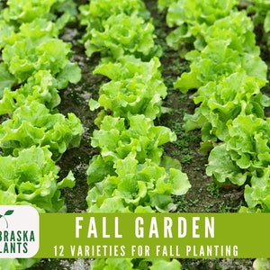 Hardy cool weather seed mix for growing vegetables and greens in cooler months - lettuce seeds