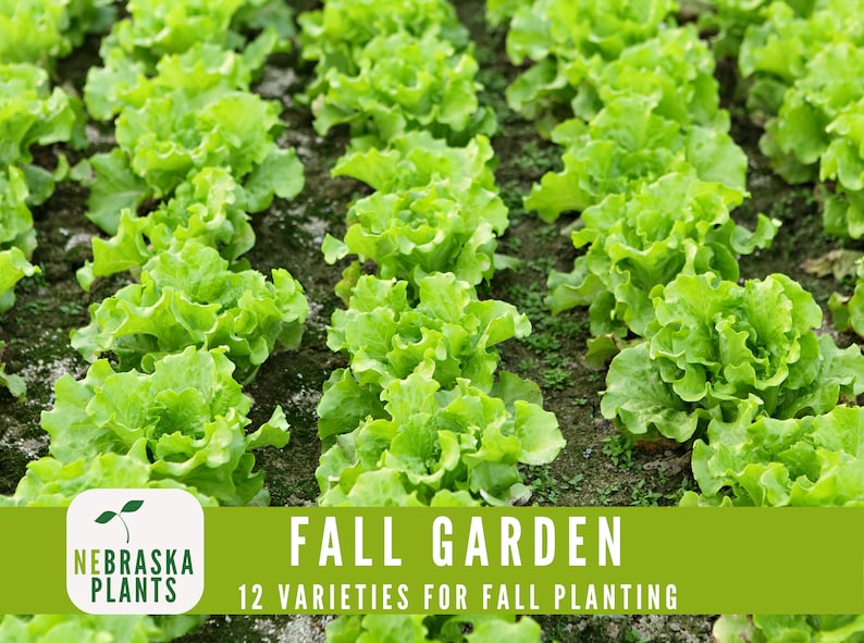 Hardy cool weather seed mix for growing vegetables and greens in cooler months - lettuce seeds
