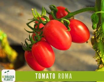 Roma VF Tomato Seeds - Disease-Resistant, High-Yield Heirloom Variety