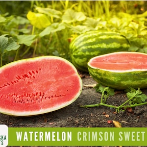 Watermelon Seeds - Crimson Sweet Heirloom Watermelon Seeds