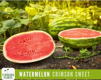 Watermelon Seeds - Crimson Sweet Heirloom Watermelon Seeds