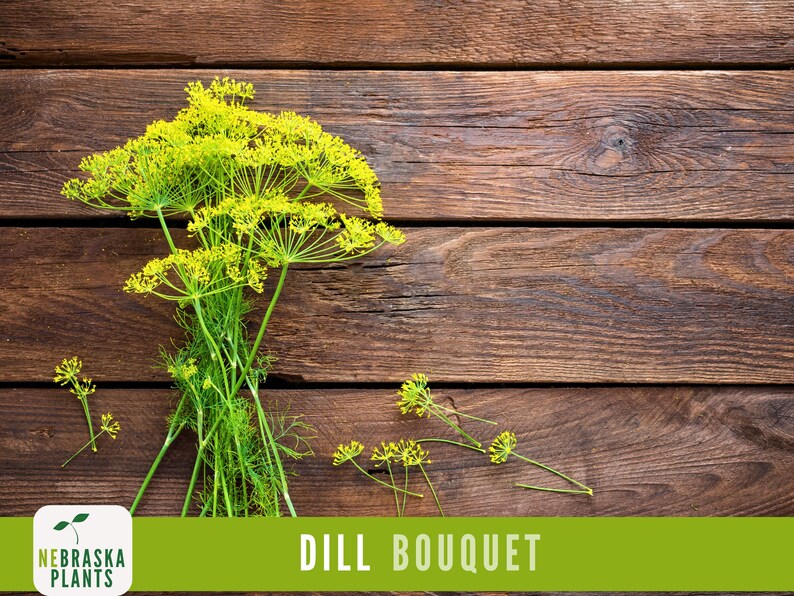 K&ouml;nnte beinhalten: Ein Bund frischer Dill mit gelben Bl&uuml;ten auf braunem Holz. Der Text "DILL BOUQUET" befindet sich am unteren Rand des Bildes.