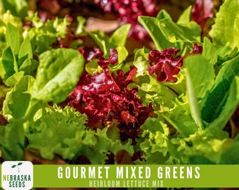 Organic Gourmet Lettuce Mix - 7 Varieties of Organic Heirloom Lettuce - 500 Seeds