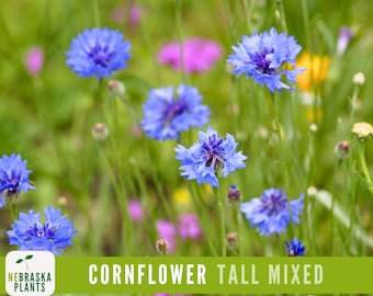 Cornflower Seeds - Tall Mixed Heirloom Cornflower Seeds to Create a Gorgeous Wildflower Display!