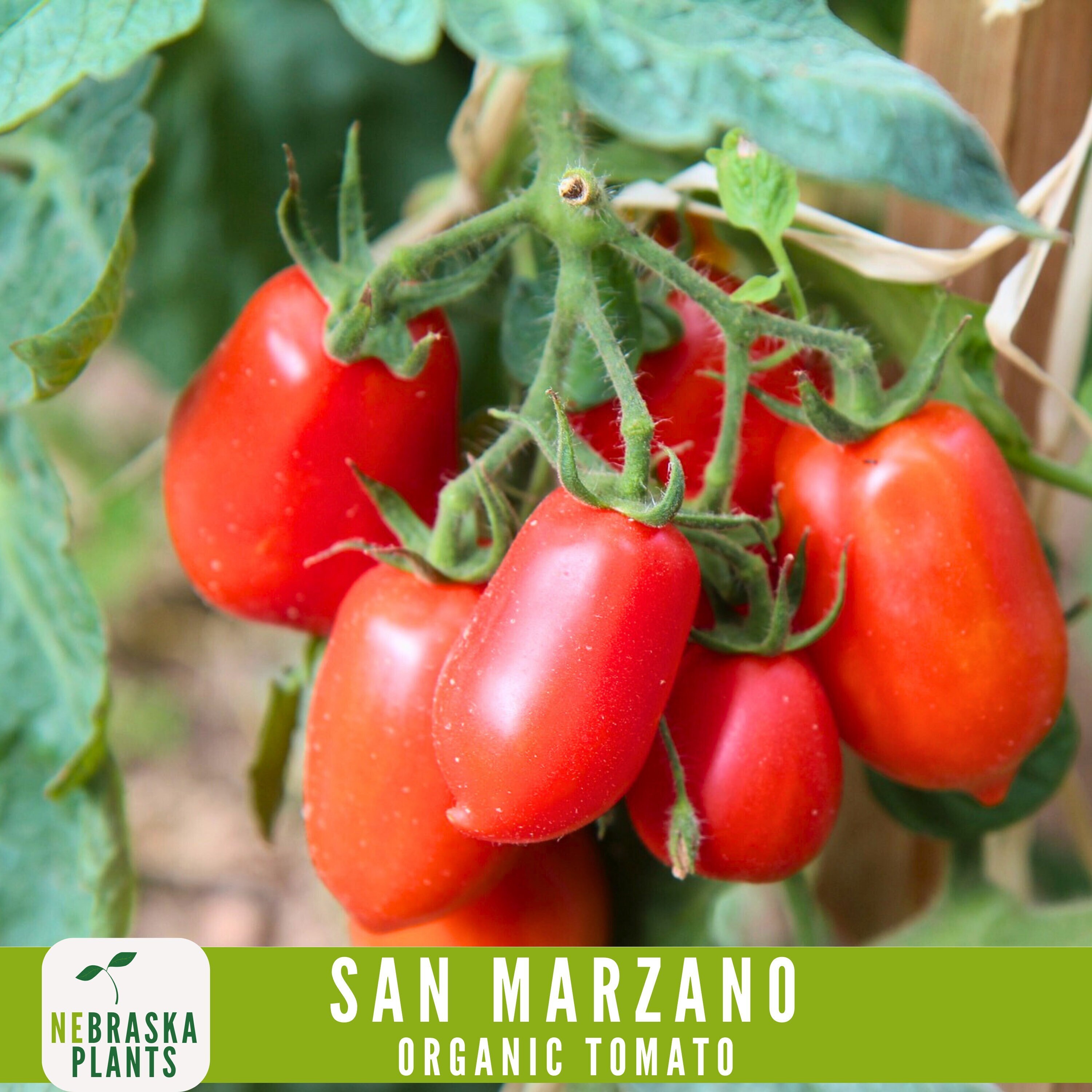 225 San Marzano Tomato Seeds – Organic Non-GMO Heirloom – Free Bonus Pack
