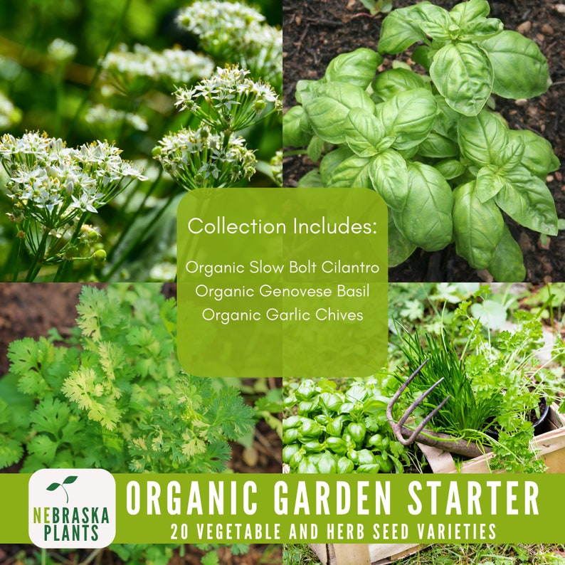 Assorted organic seeds for sustainable home gardening