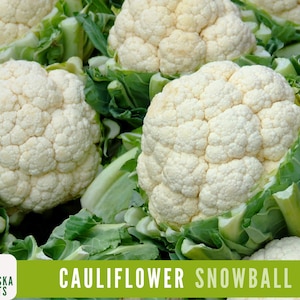 Cauliflower Seeds - Snowball Heirloom Cauliflower Seeds