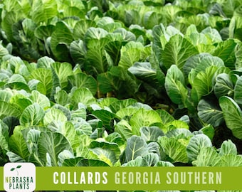 Georgia Southern Collards Seeds - Heirloom Collards for Southern Cooking from you own Garden!