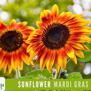 Mardi Gras Sunflower Seeds - Bold and Vibrant Heirloom Sunflower Mix for Beautiful Gardens! 50+ Seeds